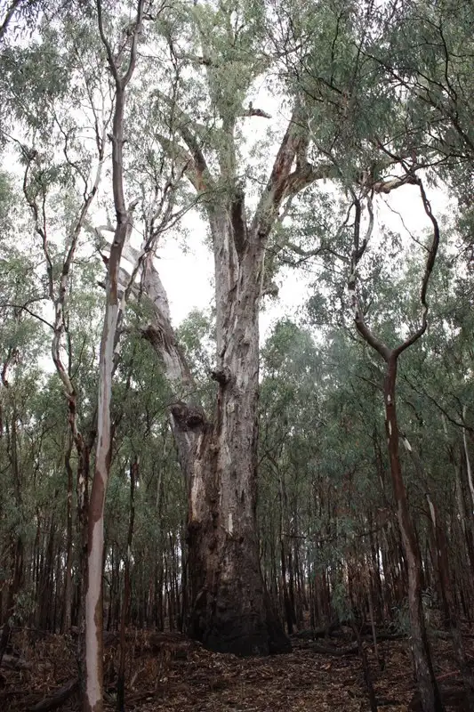 Third view of Homely rural property listing, 177 Montroses Road, Bundalong VIC 3730