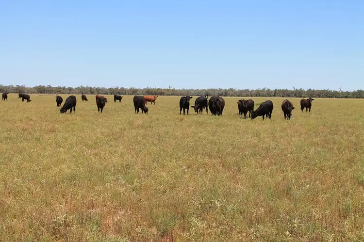 Fifth view of Homely rural property listing, 29351 Mitchell Highway, Charleville QLD 4470