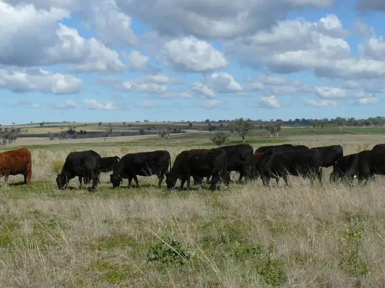 Main view of Homely rural property listing, " Colomie", Wallangra NSW 2360