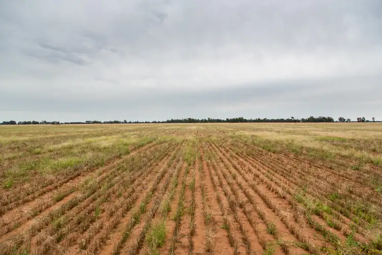 Sixth view of Homely rural property listing, Rocky Ponds, Matong North Road, Matong NSW 2652