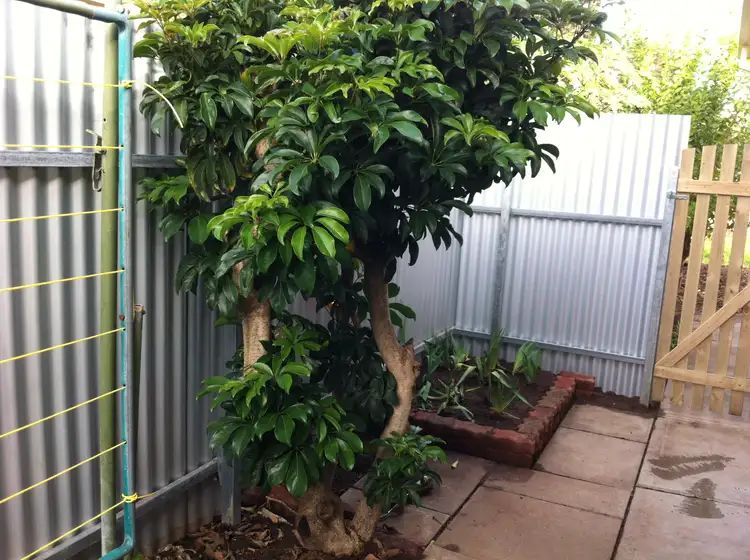 Seventh view of Homely unit listing, 3/58 Le Hunte Street, Kilburn SA 5084