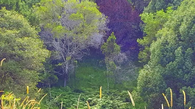 Third view of Homely land listing, 4 Tallowood Terrace, Currumbin Valley QLD 4223
