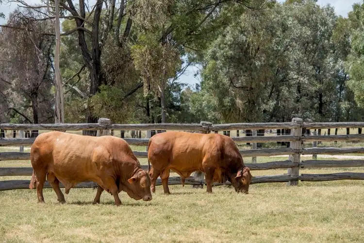 Fifth view of Homely rural property listing, 1 Plainlands, Dalby QLD 4405
