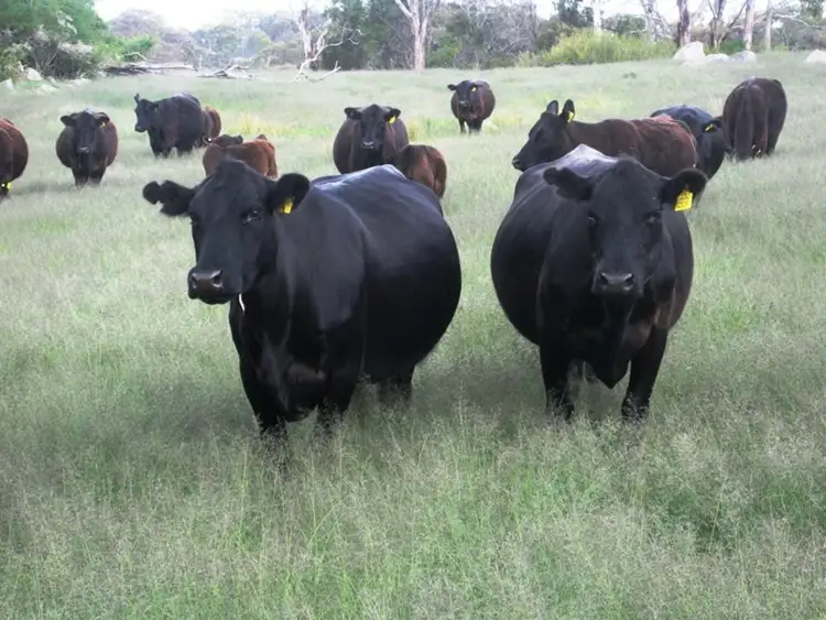 Third view of Homely rural property listing, 711 Bruxner Way, Tenterfield NSW 2372