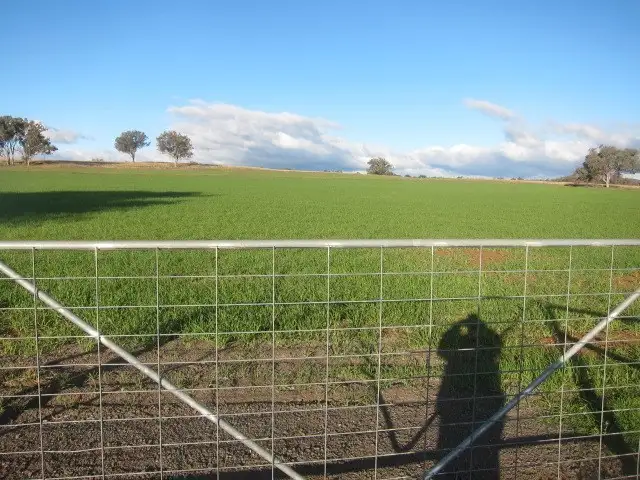 Second view of Homely rural property listing, 157 Ascot - Calala Lane, Loomberah NSW 2340