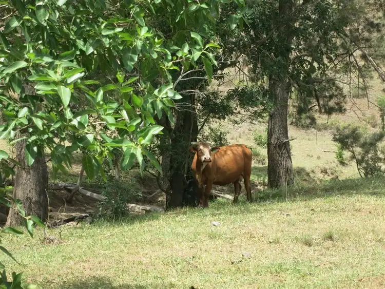 Fourth view of Homely rural property listing, 351 Mullers Road, Wowan QLD 4702