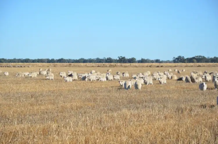 Seventh view of Homely rural property listing, 670 Willawa Lane, Finley NSW 2713