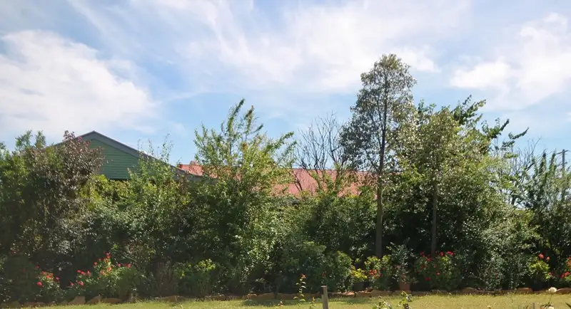 Main view of Homely house listing, 167 Bonnington Road, Young NSW 2594