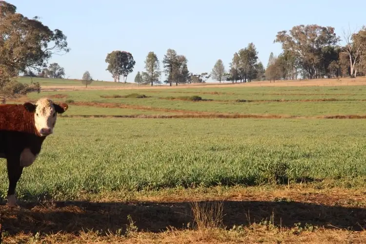 Fourth view of Homely rural property listing, TARWONGA River Road, Coonabarabran NSW 2357