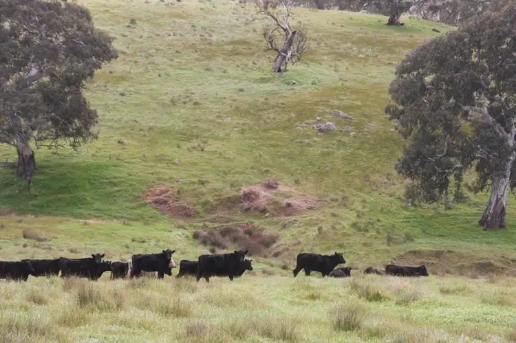 Seventh view of Homely rural property listing, Lot 203 Petwood Road, Nairne SA 5252