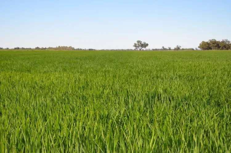 Second view of Homely rural property listing, 670 Willawa Lane, Finley NSW 2713