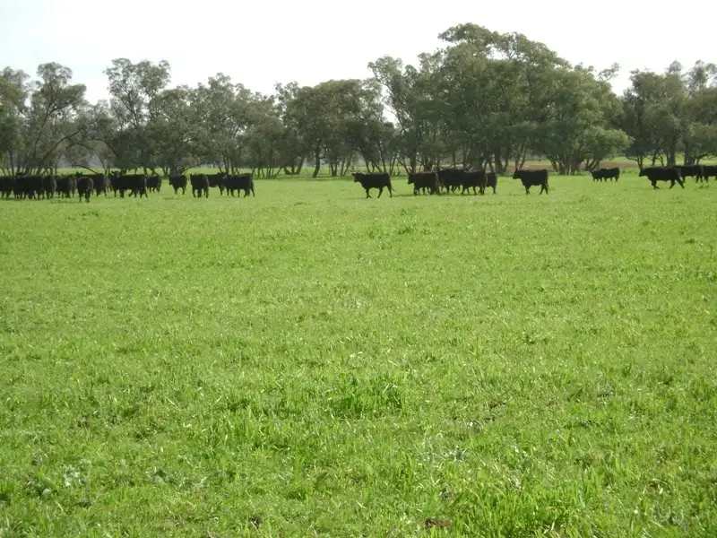 Main view of Homely rural property listing, 212 Binda Road, Gooloogong NSW 2805