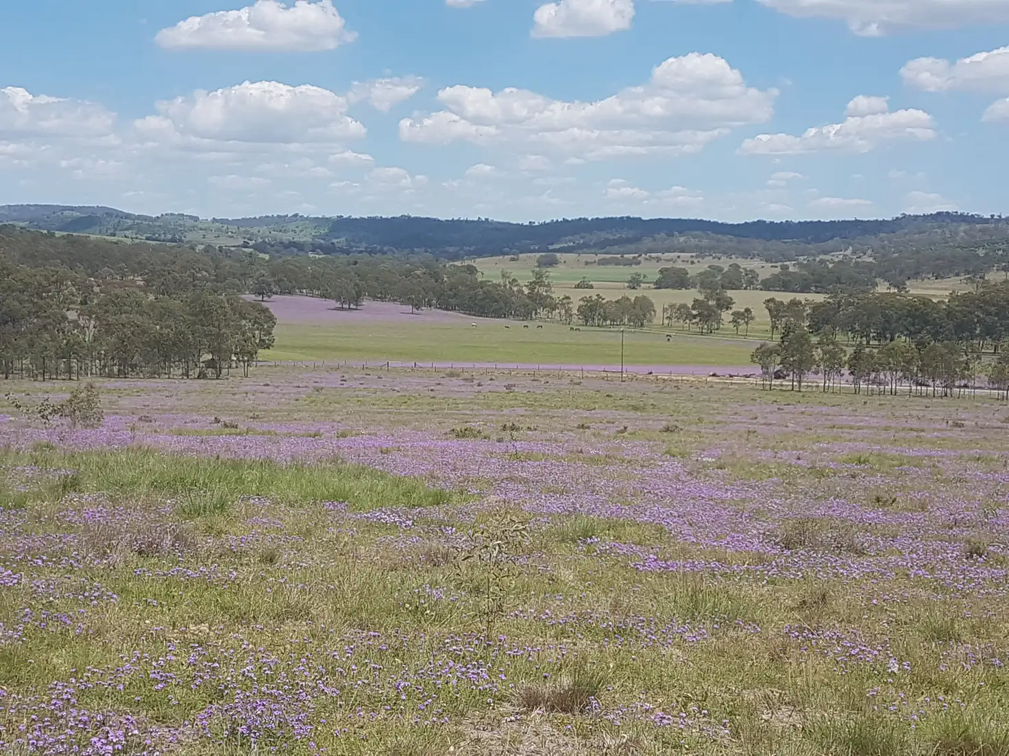Main view of Homely rural property listing, 3303 New England Highway, Cooyar QLD 4402