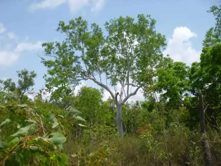 Fourth view of Homely land listing, Lot 1 Mount Amos Road, Cooktown QLD 4895