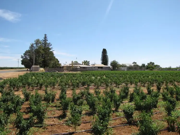 Fifth view of Homely land listing, Lot 25 Hombsch Road, Cobdogla SA 5346