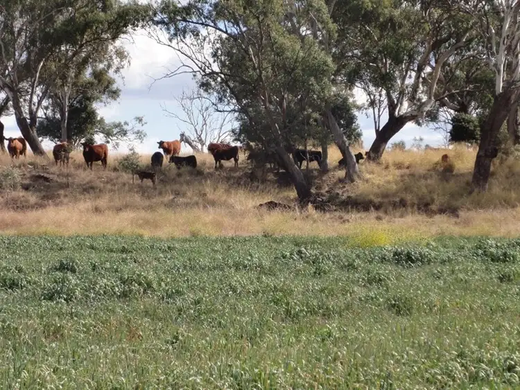 Fourth view of Homely rural property listing, Lot 3032 Ehrlich Road, Linthorpe QLD 4356