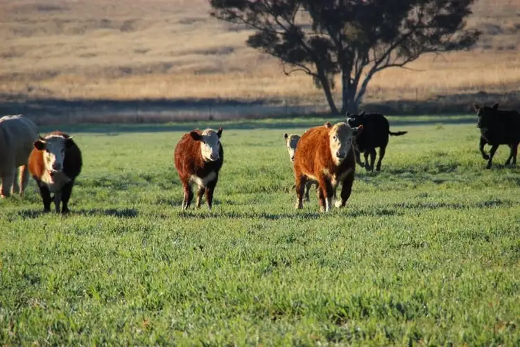 Sixth view of Homely rural property listing, TARWONGA River Road, Coonabarabran NSW 2357