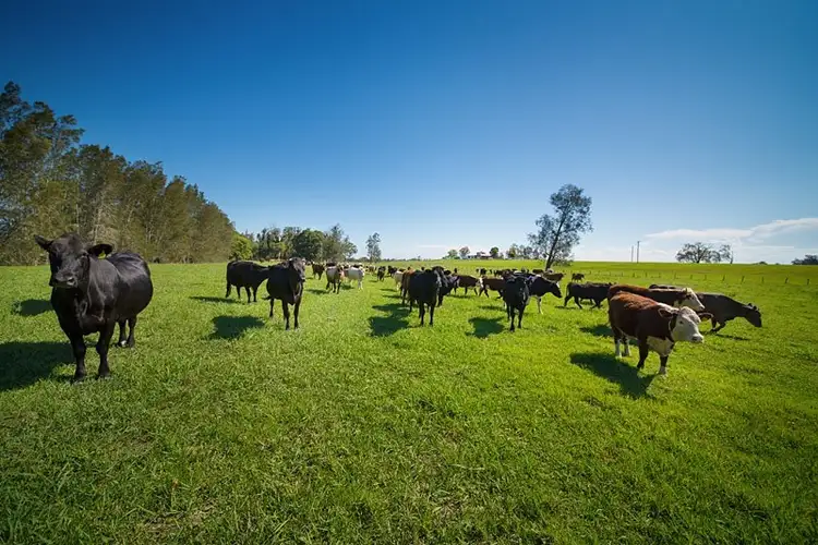 Main view of Homely rural property listing, 496 and 514 Kundle Kundle Road, Kundle Kundle NSW 2430