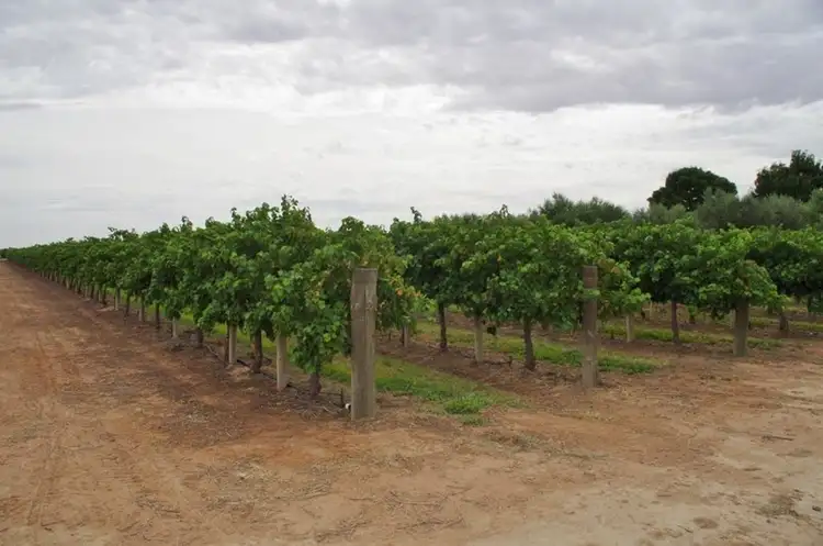 Seventh view of Homely rural property listing, Lot 7 Twentyeighth Street, Renmark SA 5341