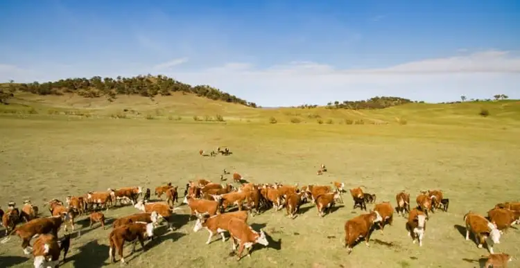 Fifth view of Homely rural property listing, 2219 Dog Rocks Road, Rockley NSW 2795