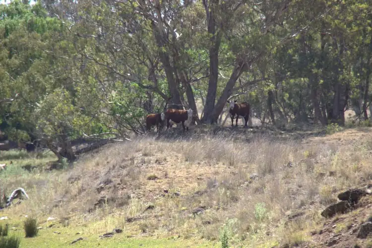 Seventh view of Homely rural property listing, ."DOWNFIELD" OXLEY Highway, Coonabarabran NSW 2357