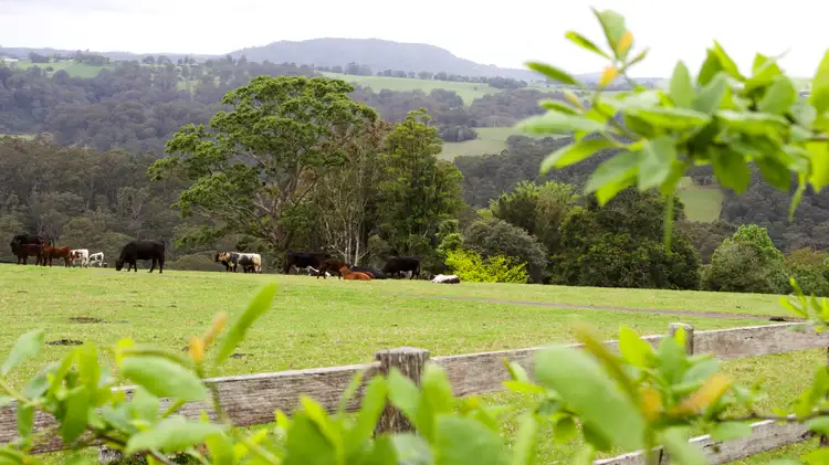 Second view of Homely rural property listing, 245 Deer Vale Road, Dorrigo NSW 2453