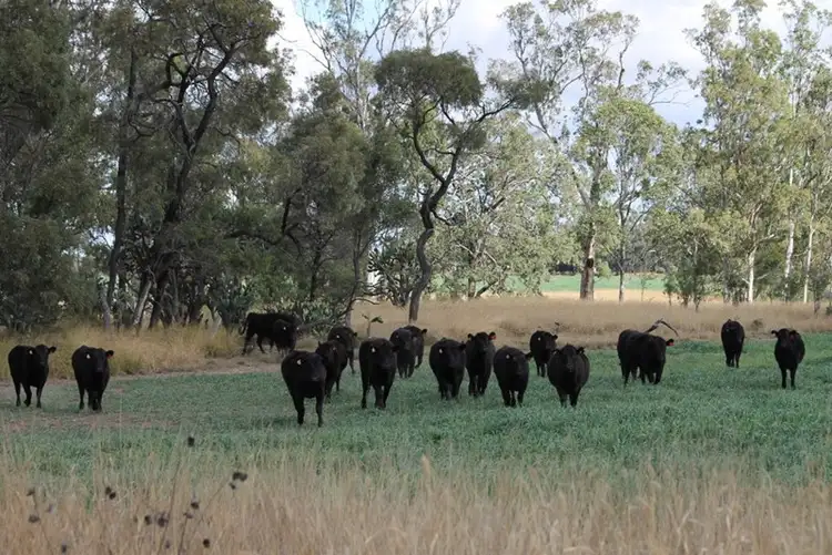 Seventh view of Homely rural property listing, Address available on request