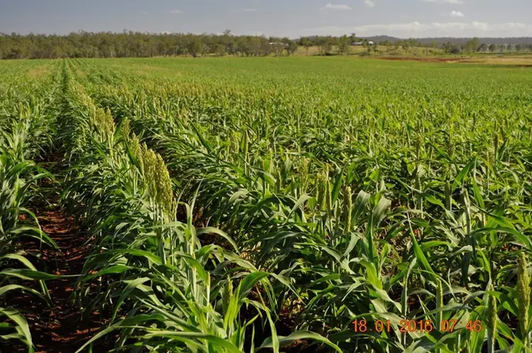 Seventh view of Homely rural property listing, 'Marshlands' Hivesville Windera Road, Wondai QLD 4606