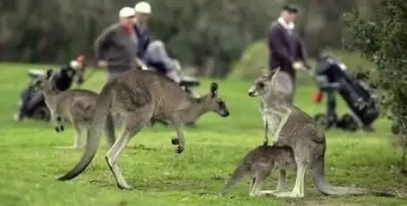 Sixth view of Homely land listing, 3 Hawk View, Plenty VIC 3090