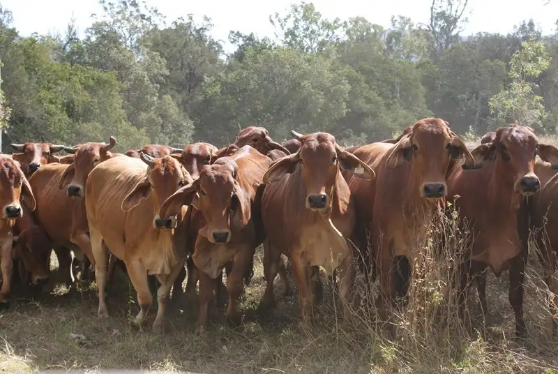 Main view of Homely rural property listing, 0 Rows Road, Gindoran QLD 4676