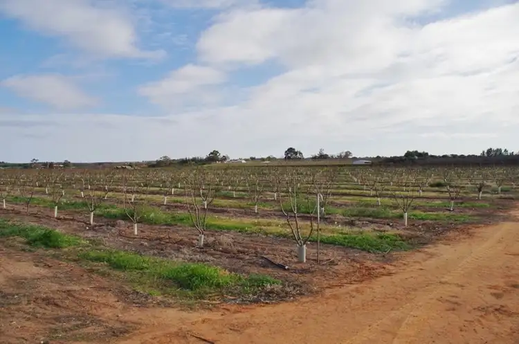 Seventh view of Homely rural property listing, 298 Kulkyne Street, Renmark SA 5341