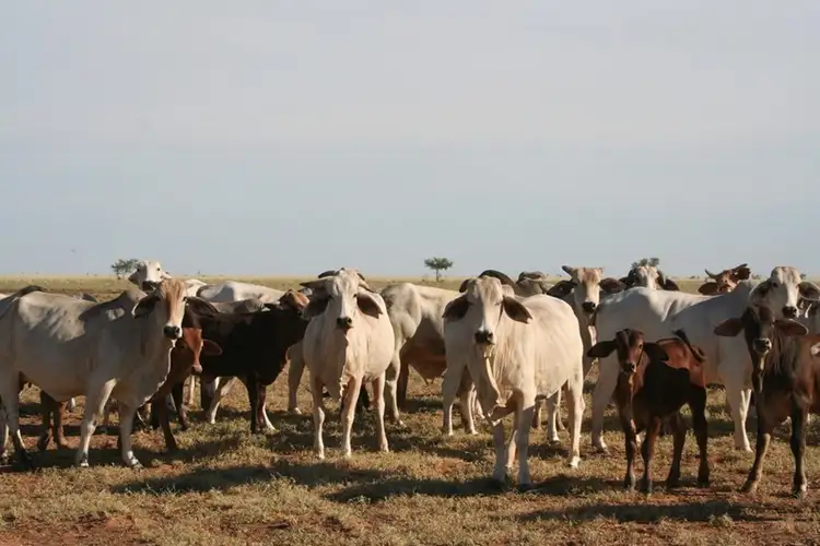 Sixth view of Homely rural property listing, . Westward Ho, Boulia QLD 4829