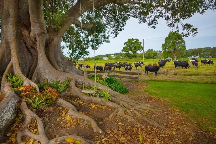 Sixth view of Homely rural property listing, 107 Lauries Lane, Oxley Island NSW 2430
