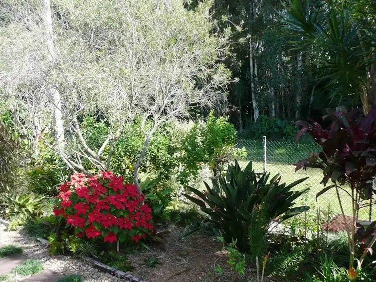 Seventh view of Homely house listing, 14 Penda Court, Cabarita Beach NSW 2488