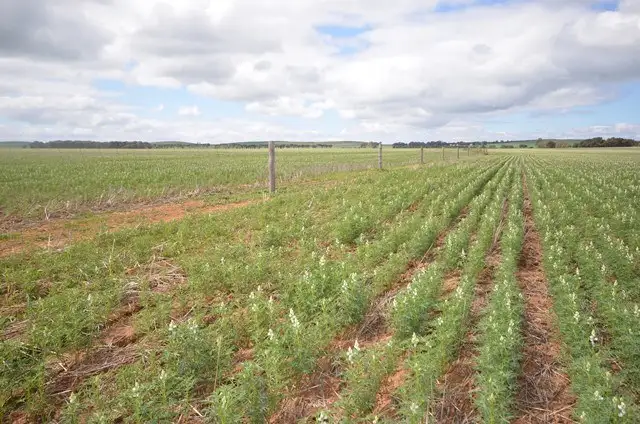 Fifth view of Homely rural property listing, "Baileys" Rd 137, Farrell Flat SA 5416