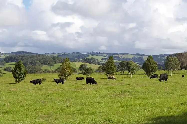 Third view of Homely rural property listing, 565 Old Coast Road, Dorrigo NSW 2453