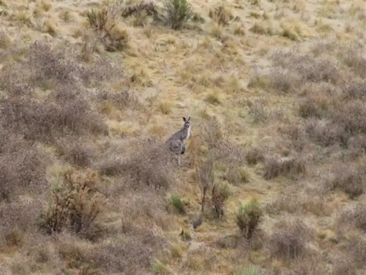 Fourth view of Homely rural property listing, 1362 Bald Ridge Road, Burraga NSW 2795