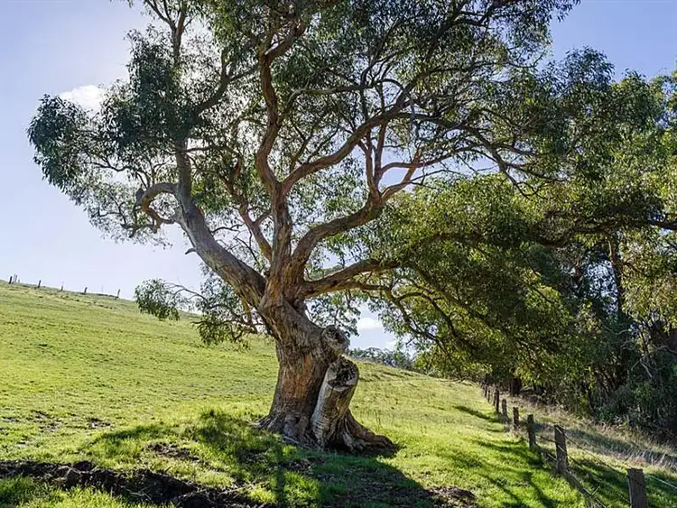 Second view of Homely rural property listing, Lot 25 Totness Road, Hahndorf SA 5245