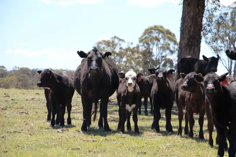 Main view of Homely rural property listing, 1436 "Apple Tree" Rockvale Road, Armidale NSW 2350