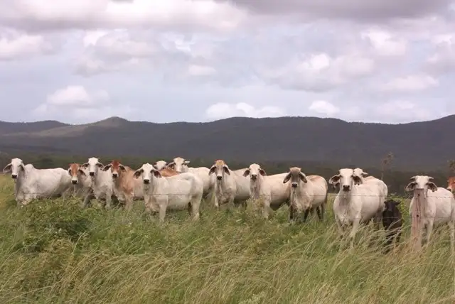 1078 Taunton Road, Taunton QLD 4674