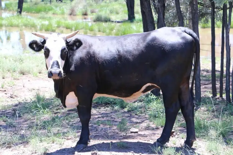 Third view of Homely rural property listing, Address available on request