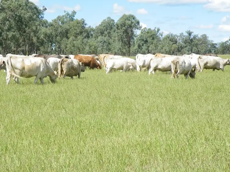 Third view of Homely rural property listing, 237 Beers Road, Wondai QLD 4606