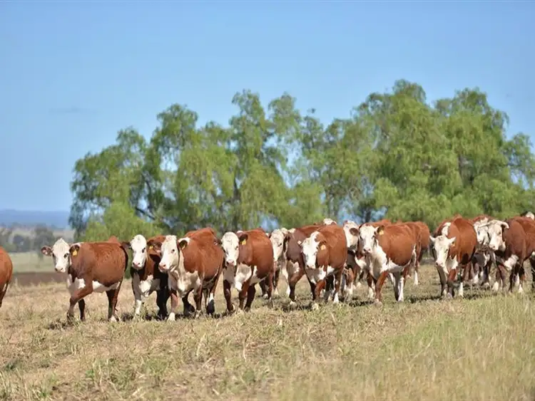 Fifth view of Homely rural property listing, 157 Forest Springs Goomburra Road, Goomburra QLD 4362