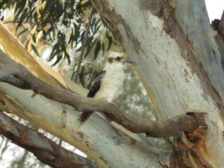Fifth view of Homely land listing, 340 Murray Valley Highway, Yarrawonga VIC 3730