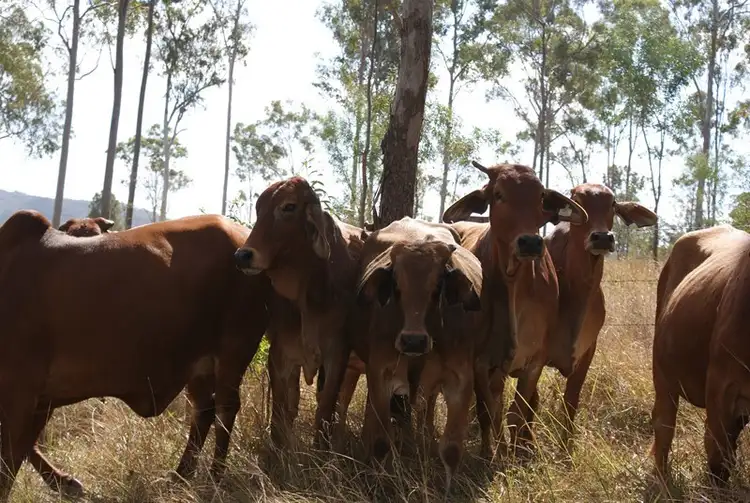 Seventh view of Homely rural property listing, 0 Rows Road, Gindoran QLD 4676