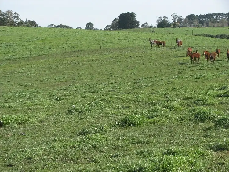 Fifth view of Homely rural property listing, Lot 2 Yahl Main Road, Glenburnie SA 5291