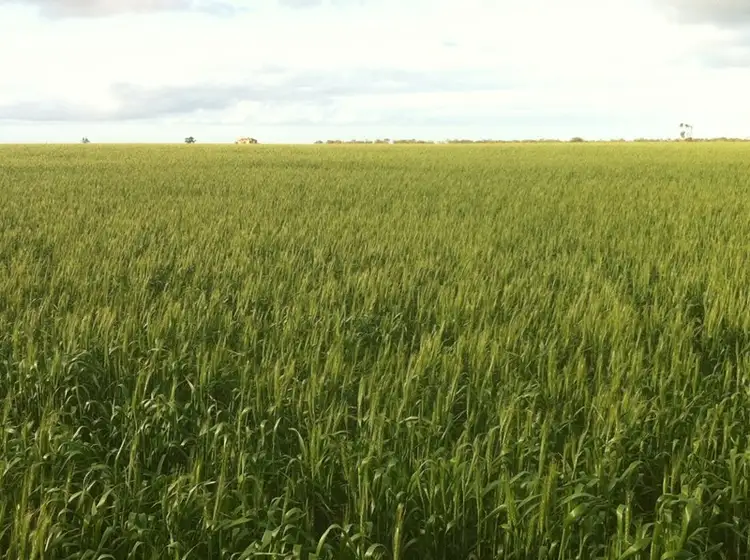 Second view of Homely rural property listing, 4 Sections Hundred of Playford, Cowell SA 5602