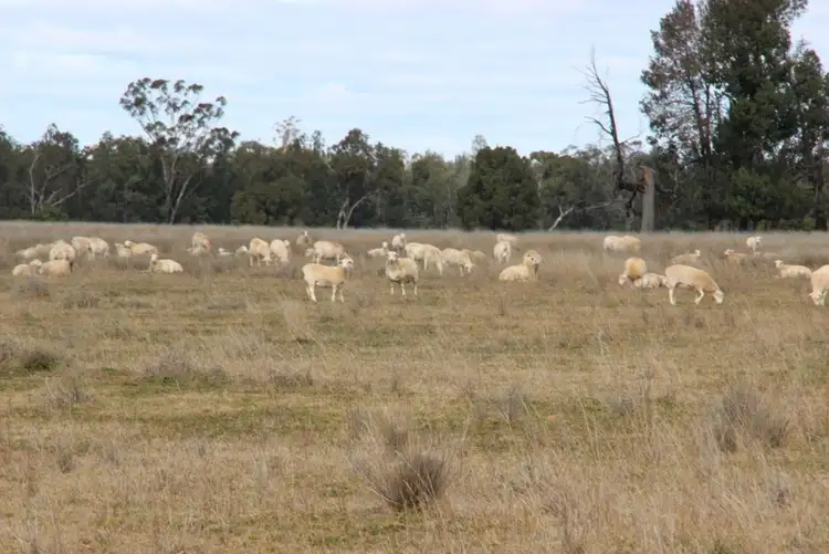 Sixth view of Homely rural property listing, " Euligal", Baradine NSW 2396