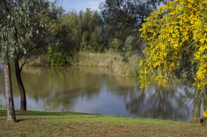 Main view of Homely house listing, 31 Meander Avenue, Renmark SA 5341