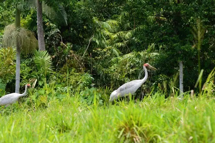 Fifth view of Homely rural property listing, Lots 2 and 5 Bingil Bay Road, Bingil Bay QLD 4852